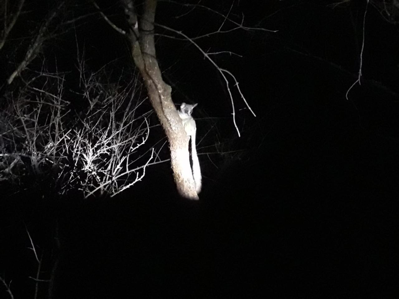 Little Bush Baby Villa Marloth Park Dış mekan fotoğraf